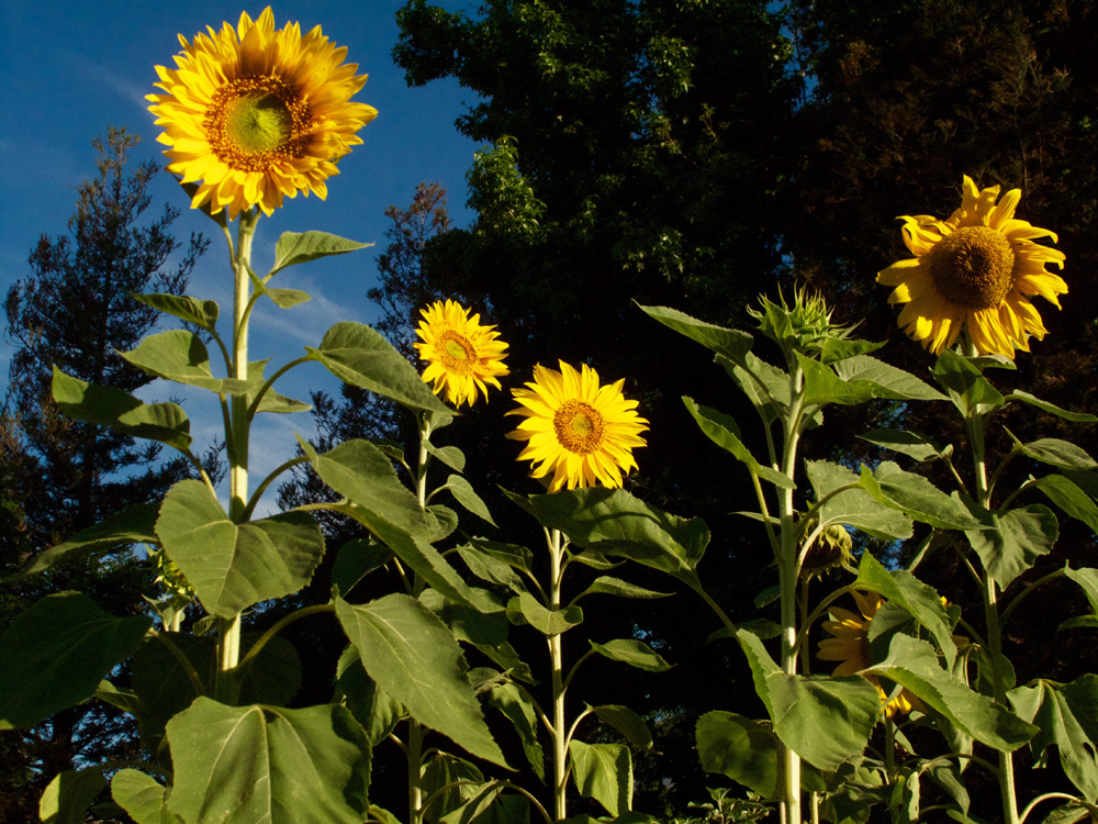 Five_Sunflowers